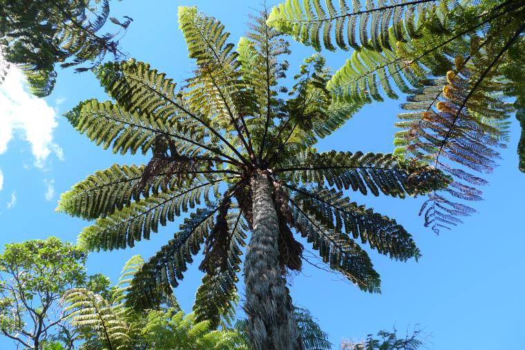 LeonPerrie's tweet photo. #eFloraNZ chapter on Cyathea tree #ferns just published. By @te_papa &amp; @LCR_NZ. https://t.co/3nXmw1uyeL https://t.co/5yw7DpLyq3