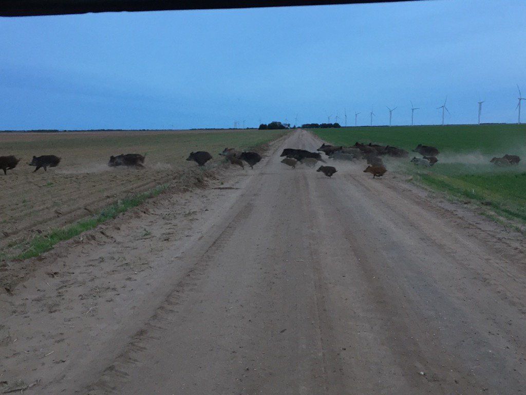 GoCritter's tweet image. Pig Crossing Ahead