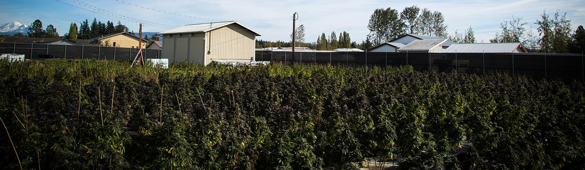 mtbakergardens's tweet photo. A field of dreams! #MtBakerGardens #cannabis #PNW #cannabisislife #Bellingham https://t.co/geZOch4gK8