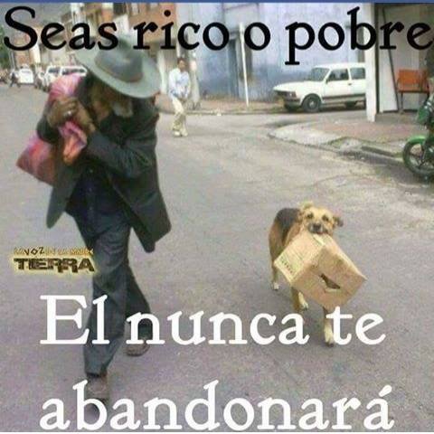 PerroContento's tweet photo. Los amigos de verdad, JAMÁS te abandonan... #AdoptaNoCompres https://t.co/nCYsFxtr6C
