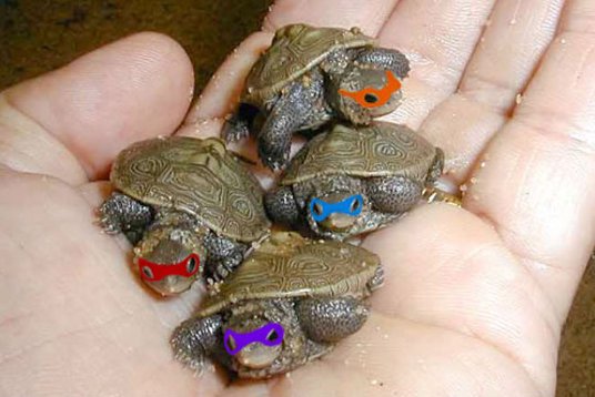 awkwardttturtle's tweet image. The real Teenage Mutant Ninja Turtles!