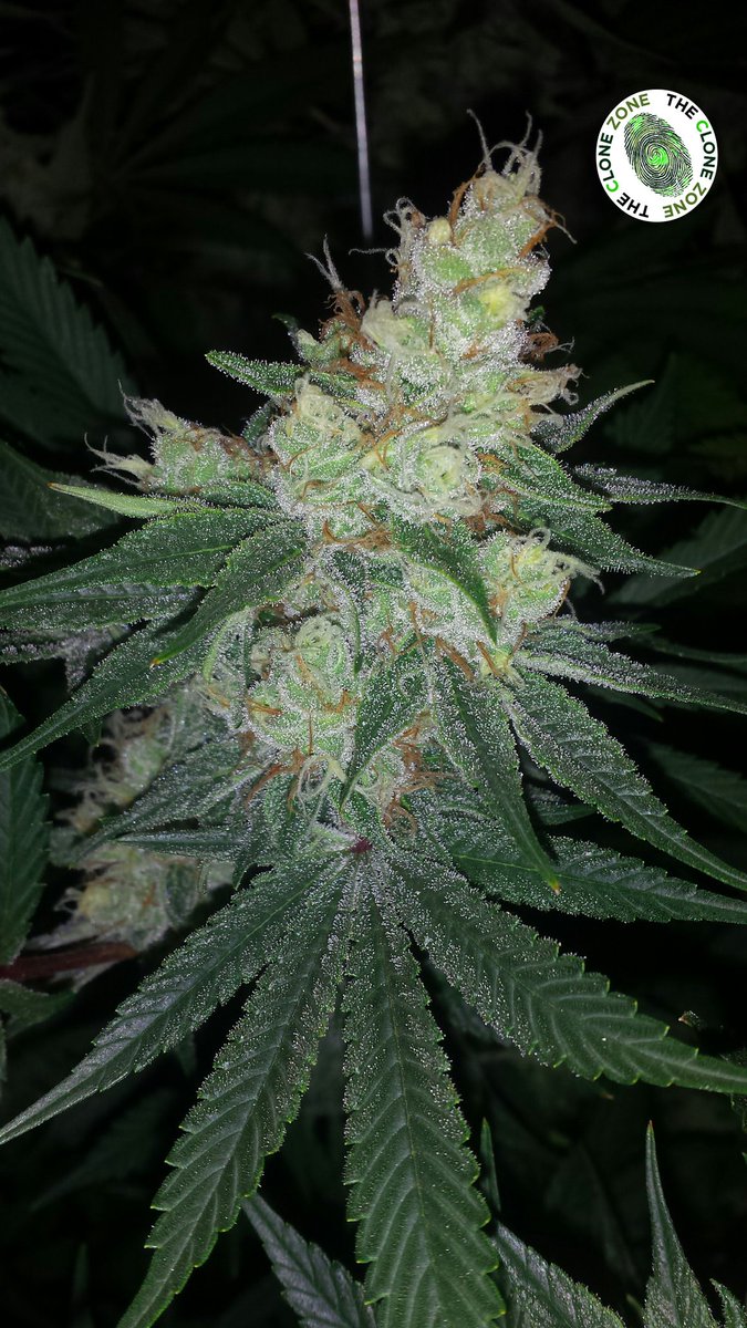 TheCloneZoneWA's tweet photo. 🌙📷 Night shot of #Plushberry grown by @smokeypointprod 🔥🔥🔥 #UDownWithSPP #QualityClonesEveryTime #PNW #clones https://t.co/fz7fd0B6hB