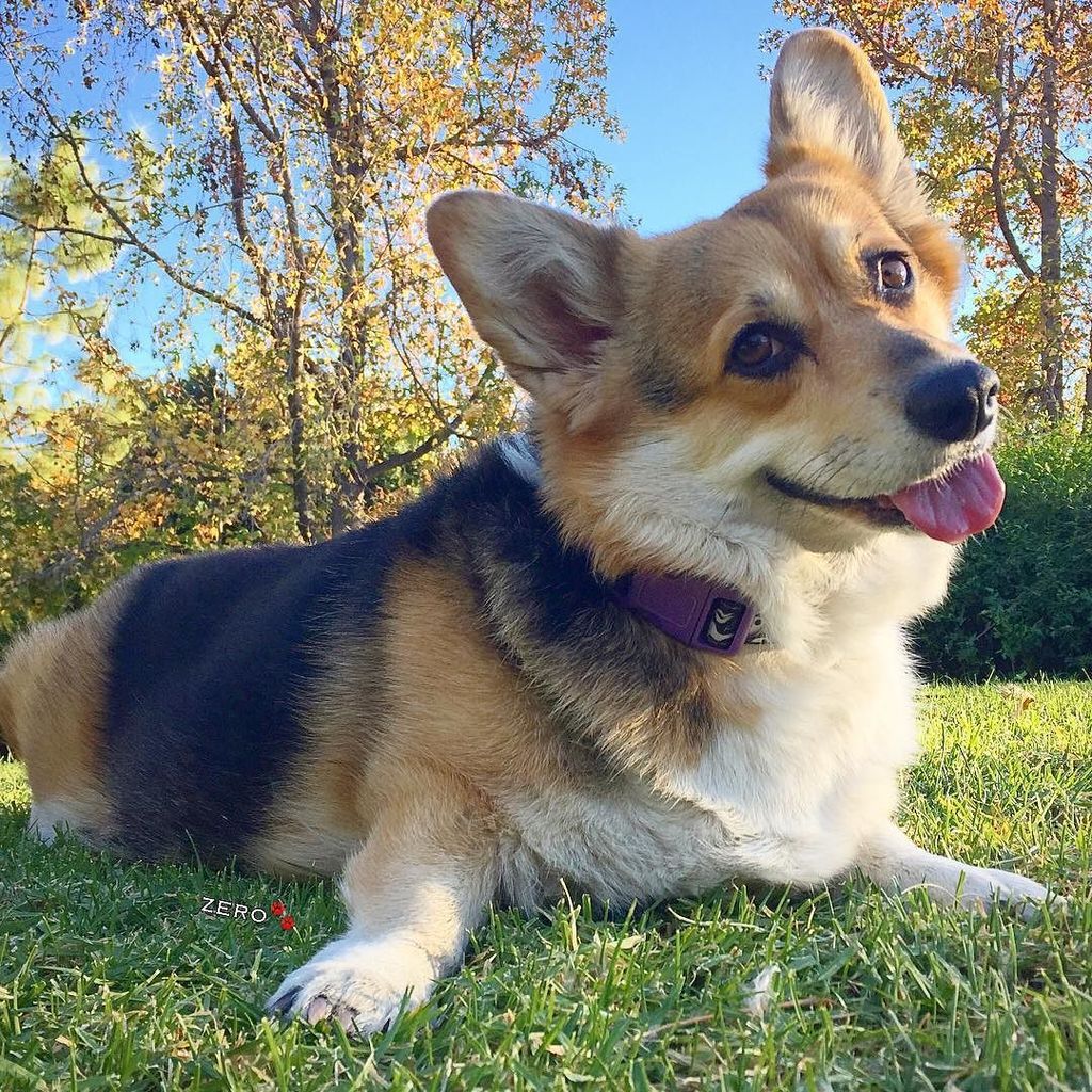 corgi_zero's tweet photo. Tongue out, stumps out, letting it all hang out! #justhangingout #parkcorgi #tot #livelaug… https://t.co/r5CMar2Xxq https://t.co/MqGPzg0tEc