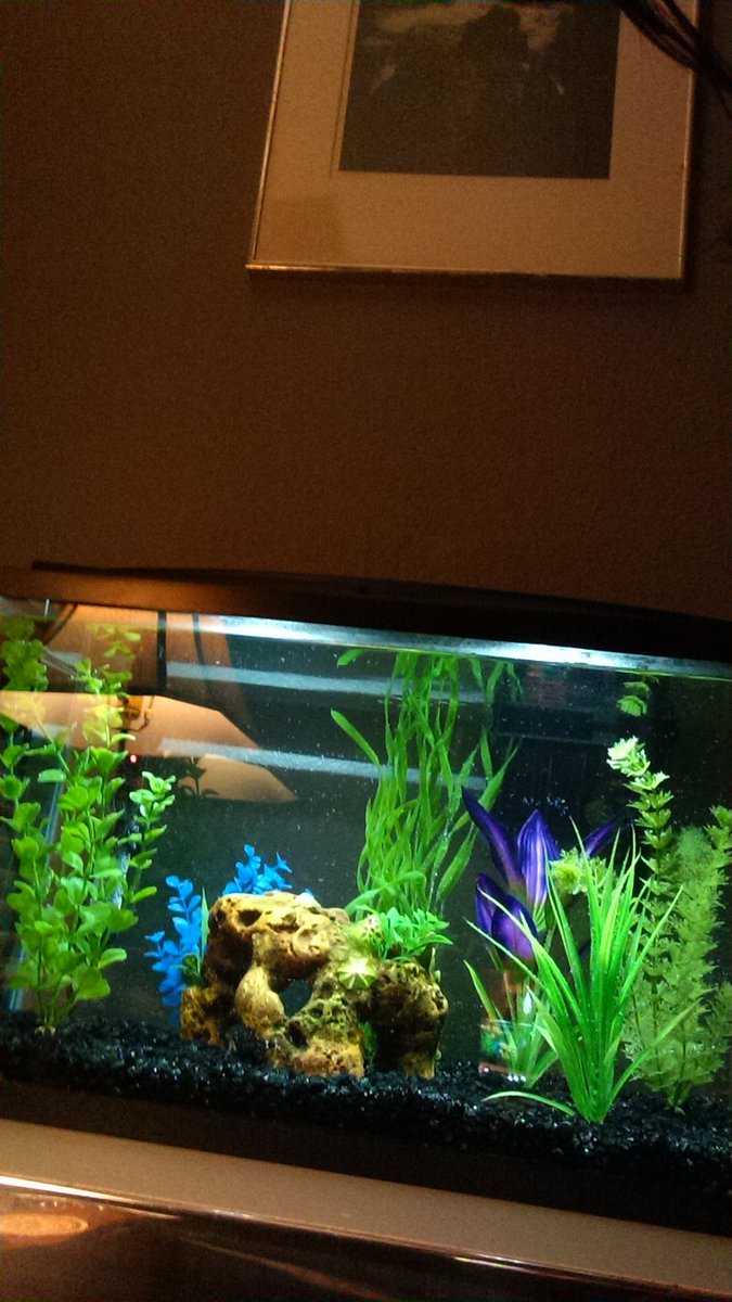 brianhunt4880's tweet image. @TankedUS you guys inspired me cycling my first tank ever get to buy fish tomorrow going with fresh water to learn