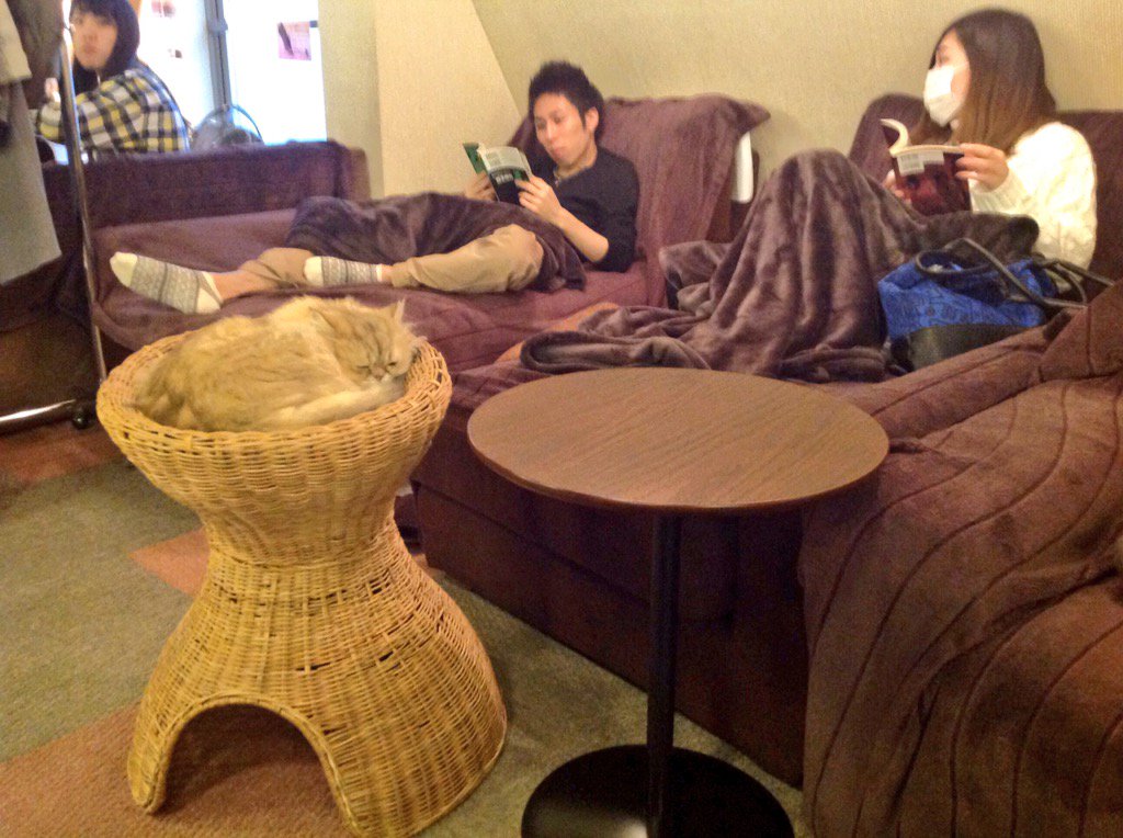 japanreports's tweet photo. Зашел в кошачье кафе, а тут атмосфера полного реклакса и уюта. Народ валяется, спит, работает на ноутах, читает https://t.co/QQxaGvbaKP