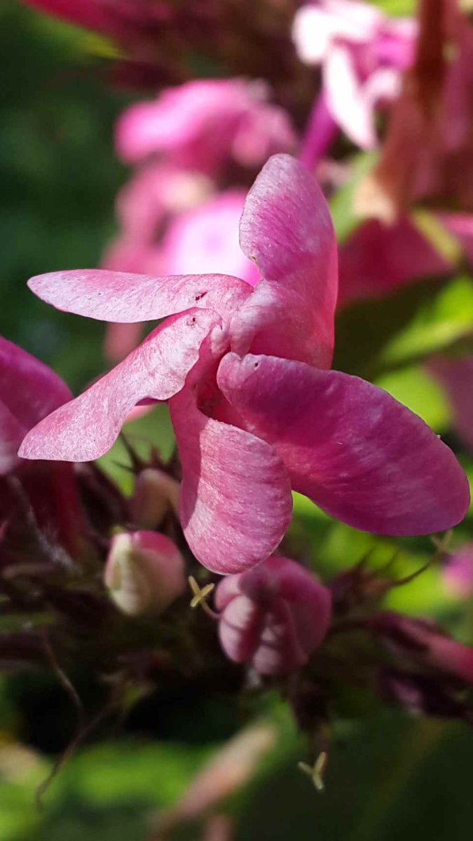 SEM_photo's tweet image. Summer..Pink flower.. #flowers #flower #nature #naturephotography #photography #wallpaper #photo #FOTOS #fotografia