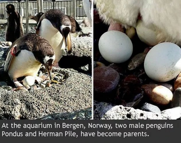 9GAG's tweet photo. A very special penguin story.
Read it here  ► https://t.co/2a549iH4xm https://t.co/1lHPKCbjFZ