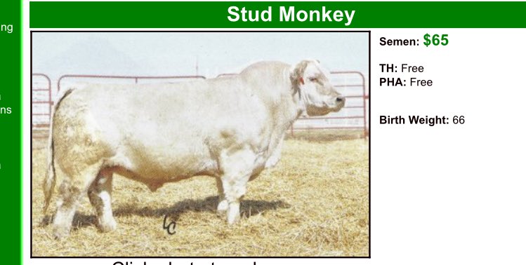 Jessie_Theisman's tweet photo. Who the hell names these Bulls?! #ManChild #NaughtyPine #StudMonkey https://t.co/ISNRdvli2A