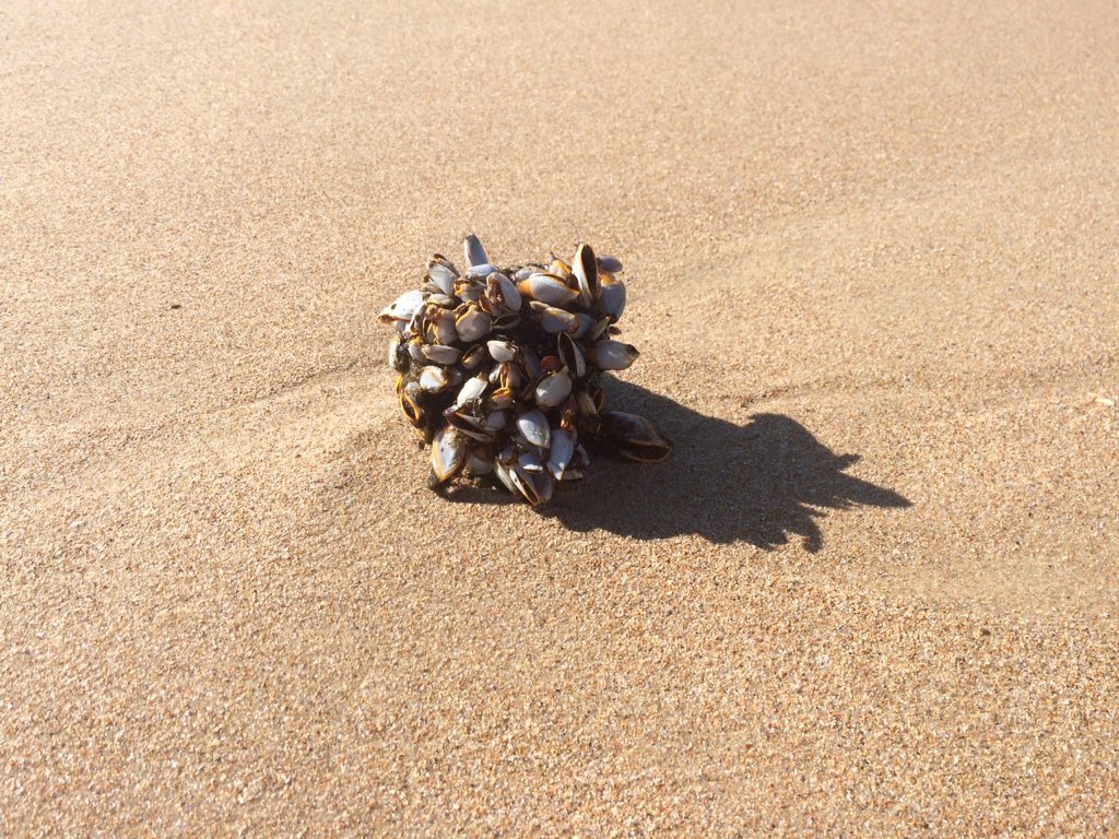 Sculpture by the sea. #goosebarnacles