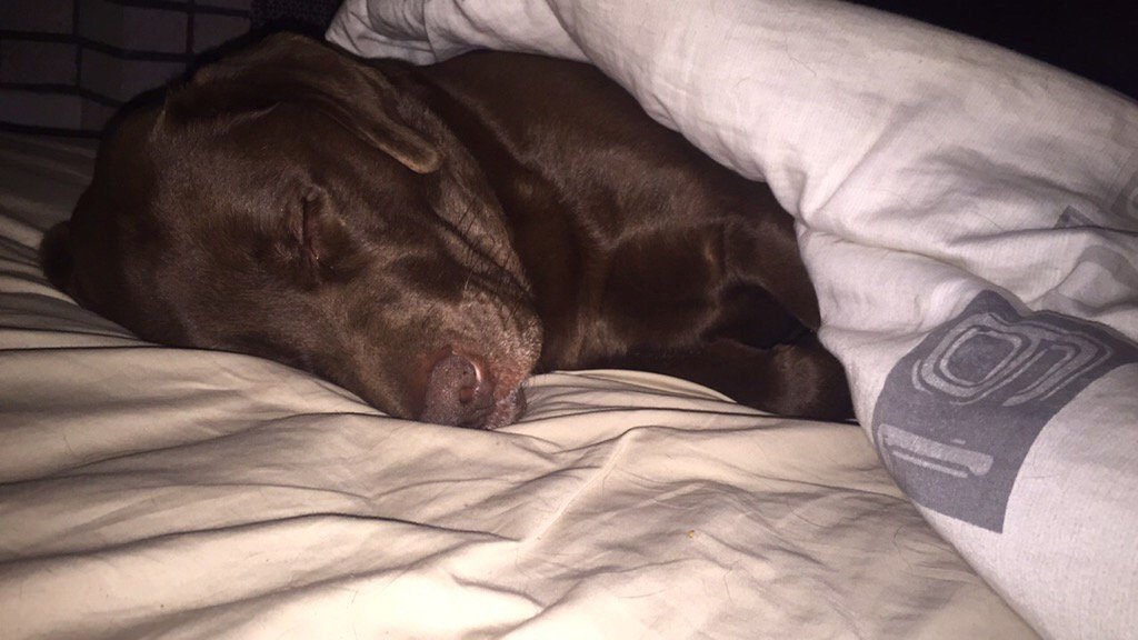 jerianngelinas's tweet photo. 🌜sweet dreams🌛 
#chocolatelabs #furbaby #goodnight #sweetdreams https://t.co/nfIiquhawM