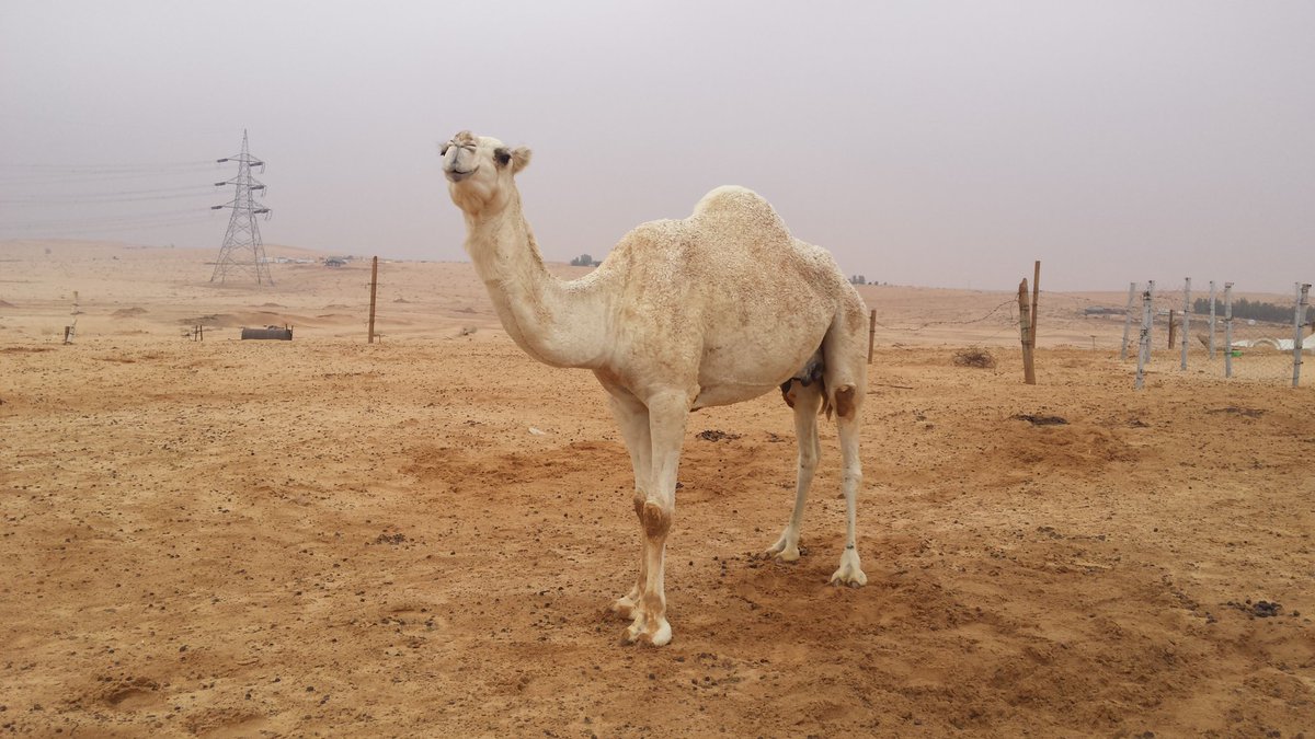 للبيع خقوق طيبه وسليم العذريب 
0559875407