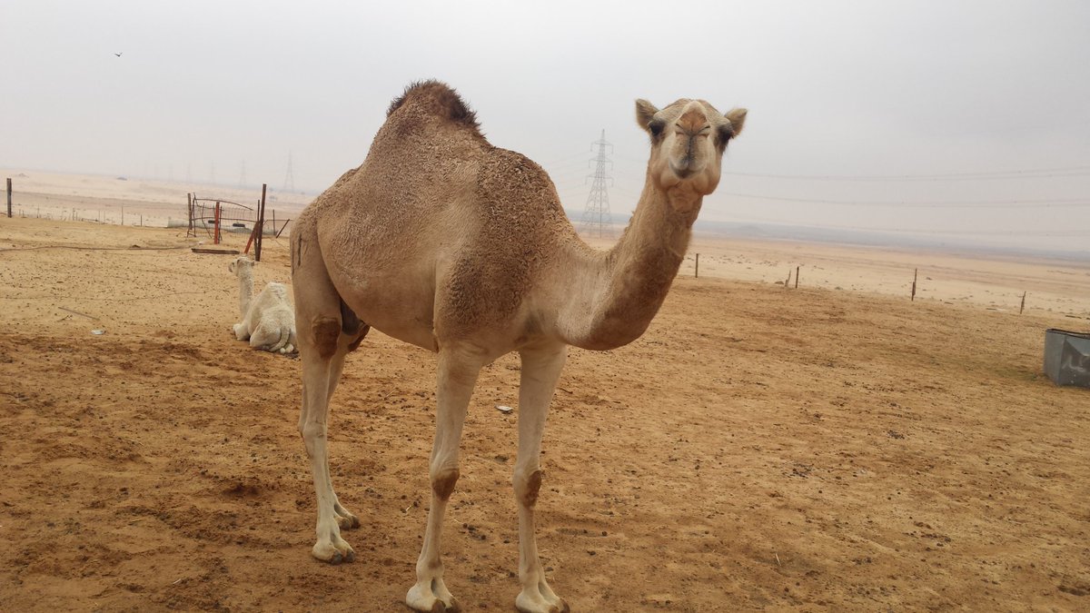 للبيع خفوت  سليمه وبنتها طيبه عندي
0559875407