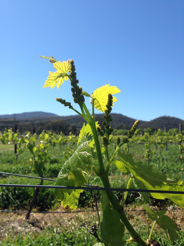 Prosecco is high on the agenda at <a href="/Melbfoodandwine/">Melbourne Food & Wine</a> 2016 as part of the 'River Graze'. Guess where I'll be? 🍾👑