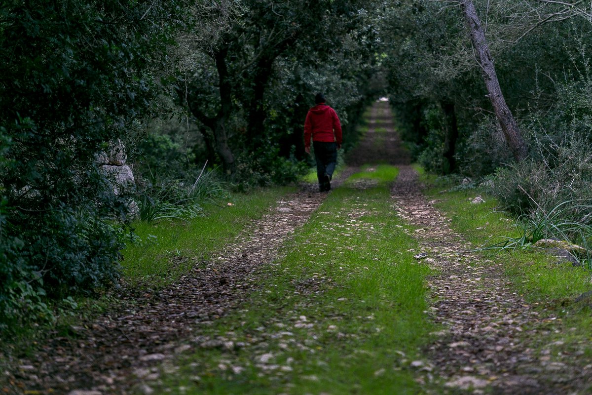 Damiacoll's tweet photo. Em vaig endinsar massa cap al bosc i la pluja s'aveïnava… @xiscoroig @carmegsintes https://t.co/SBGWRx7yul