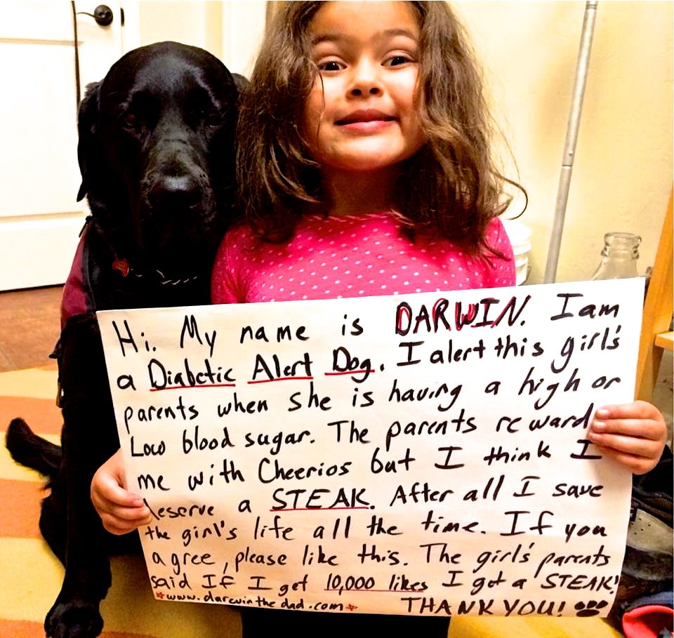 Diabetescouk's tweet photo. How adorable is Darwin?! 🐶 #DiabetesAwarenessMonth #Diabetes #DOC https://t.co/yOpAZmgumz