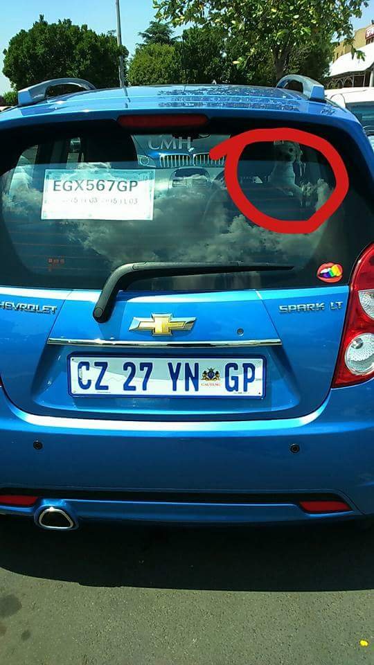 MedixGauteng's tweet photo. Fucktard leaving their dog in the car in the sun. Pic via @arielmarcus7 https://t.co/0UqmiMqAFj