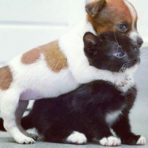 Clark2003Clark's tweet image. @Dogtowncomunity Bienvenidos! Me encanta vuestro Tl! Nos leemos❤️