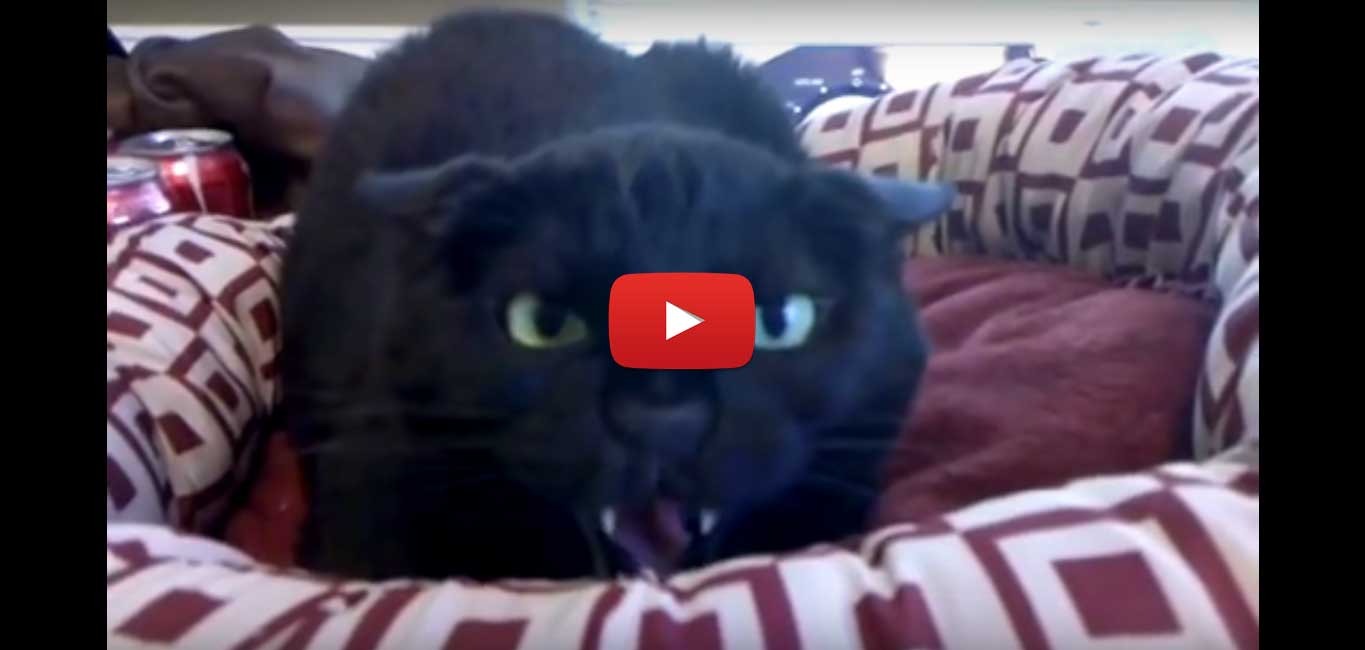 Funny dog and cat videos 2015 2025