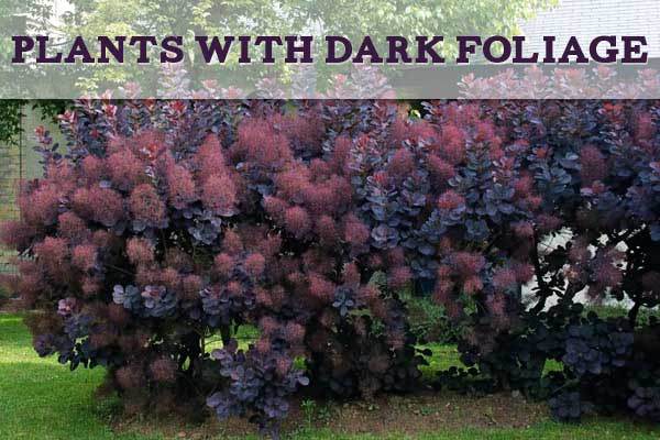 Plants with Dark and Purple Foliage northparknursery.com/2015/11/plants…