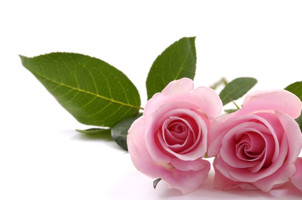 Madam_Trend's tweet photo. Ищем модель на обучение по мезонитям ROSE (30.11)!https://t.co/4A6VlFNuxP #mdtrend #мезонити #rose https://t.co/e7NUMnkeVi