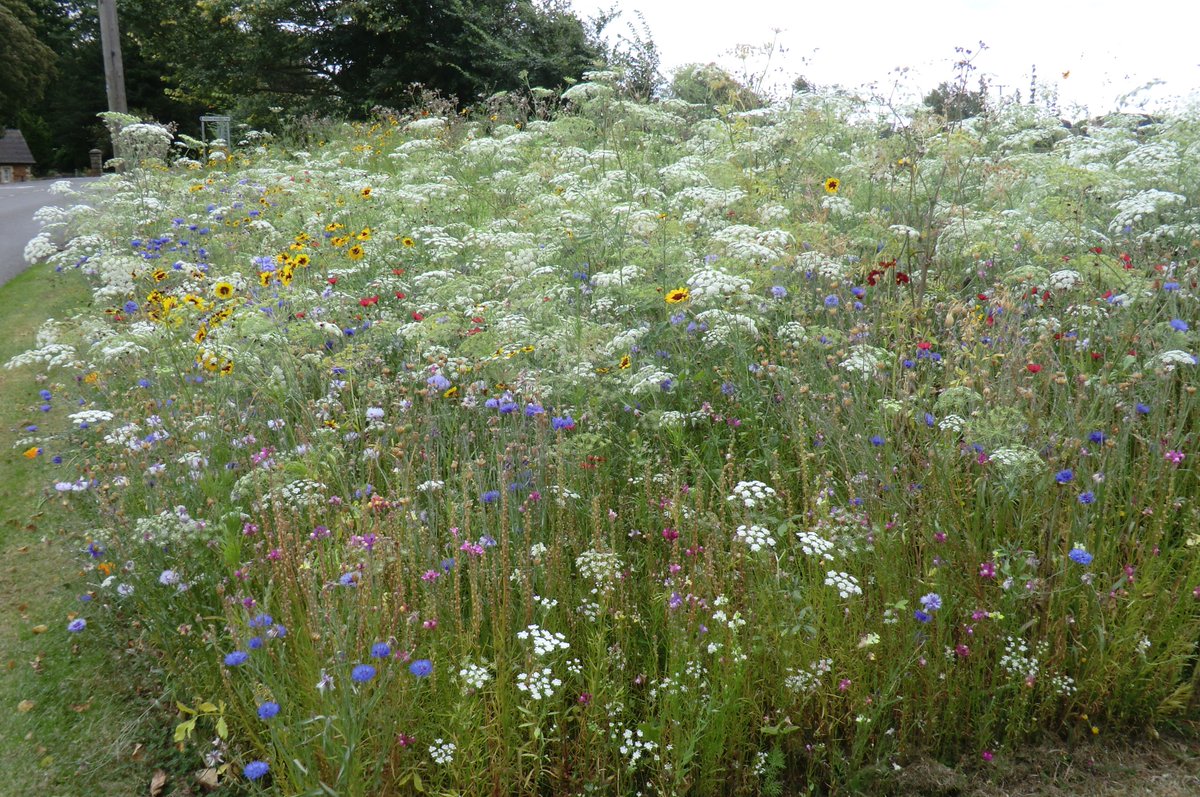StayInBritain's tweet photo. We took a bit of roadside and made it a #Wildflower meadow. Looks good, attracts wildlife and slows traffic. Great. https://t.co/Pbf7lbtJL2