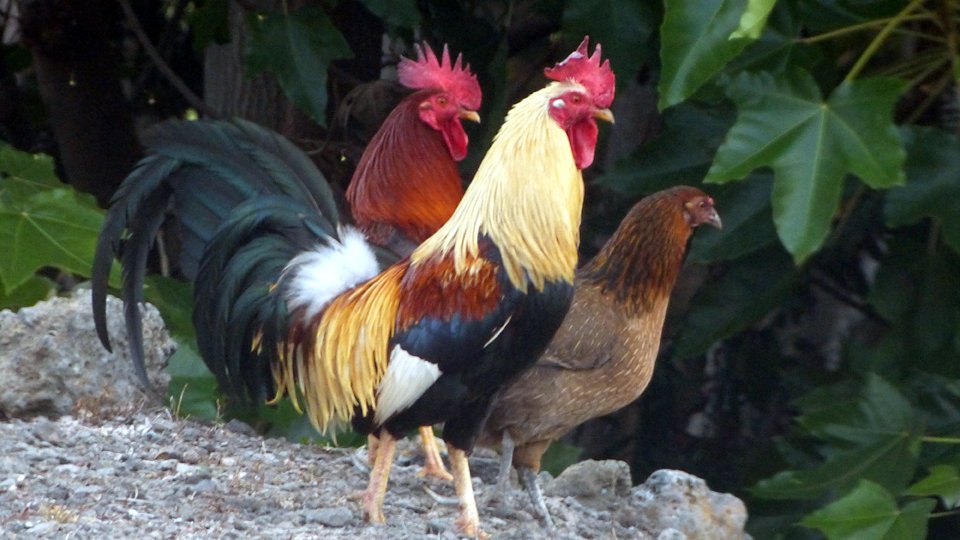にゃー ニワトリ 野鳥 野生のニワトリさん ハワイ島 みなさまお召し物が派手です 普通に堂々と歩いていたりします 一時期コナのコストコでニワトリ一家をたくさん見かけたけど最近見ないなあ 最初の1枚は人慣れしてるボーちゃんという子です にゃー ニワトリ 野鳥 野生のニワトリさん ハワイ島 みなさまお召し物が派手です 普通に堂々と歩いていたりします 一時期コナのコストコでニワトリ一家をたくさん見かけたけど最近見ないなあ 最初の1枚は人慣れしてるボーちゃんという子です