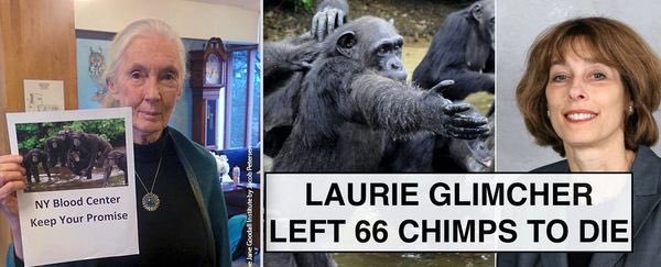 Whippenz's tweet photo. Cornell Medical College @WeillCornell 
Terminate Dean Laurie Glimcher‼️

PLS📝&amp;RT
⏩https://t.co/6Gu8e3s86b 💔 #Cimps https://t.co/B0YTKqTf4O