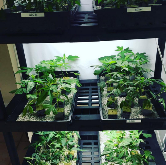 RWwholesale's tweet photo. Clones in Grodan Mini Blocks
#grodan #rockwool #hydroponics #clones #cuts #starterblocks #starterplugs #stonewool https://t.co/54FPXLbS8T