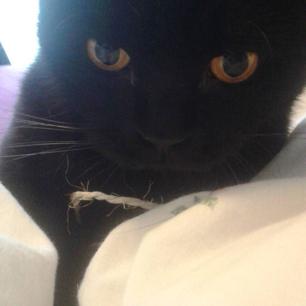 MarylineVP's tweet photo. I just killed a piece of string. #007cat
#cat #blackcat #britishshorthair https://t.co/bsEEQoN0uK https://t.co/TItWRvIBBO