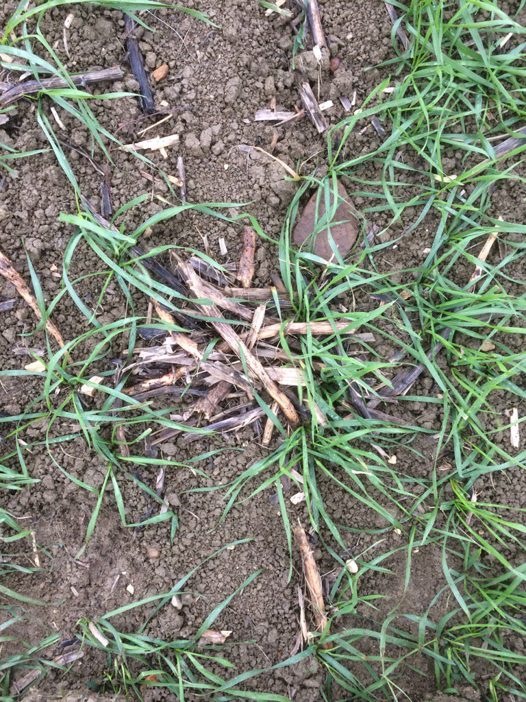 Greg_Outdoors's tweet photo. #worms busy at work. https://t.co/YMFwyfUtil