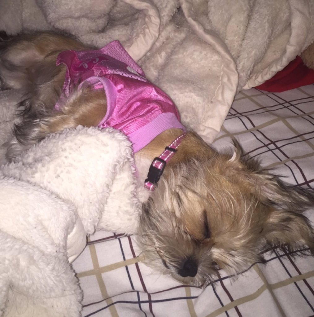 nelleyboo_'s tweet photo. I love my baby so much ๐ค๐ #lexibaby ๐ด๐ค https://t.co/Z6dmEU34ZP