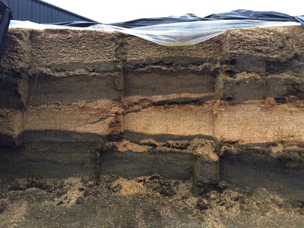 LallemandUK_IRL's tweet photo. Challenges of silage geology: 7 different forages/cuts present in the strata of this clamp. #silage15 https://t.co/dSfbncOUra