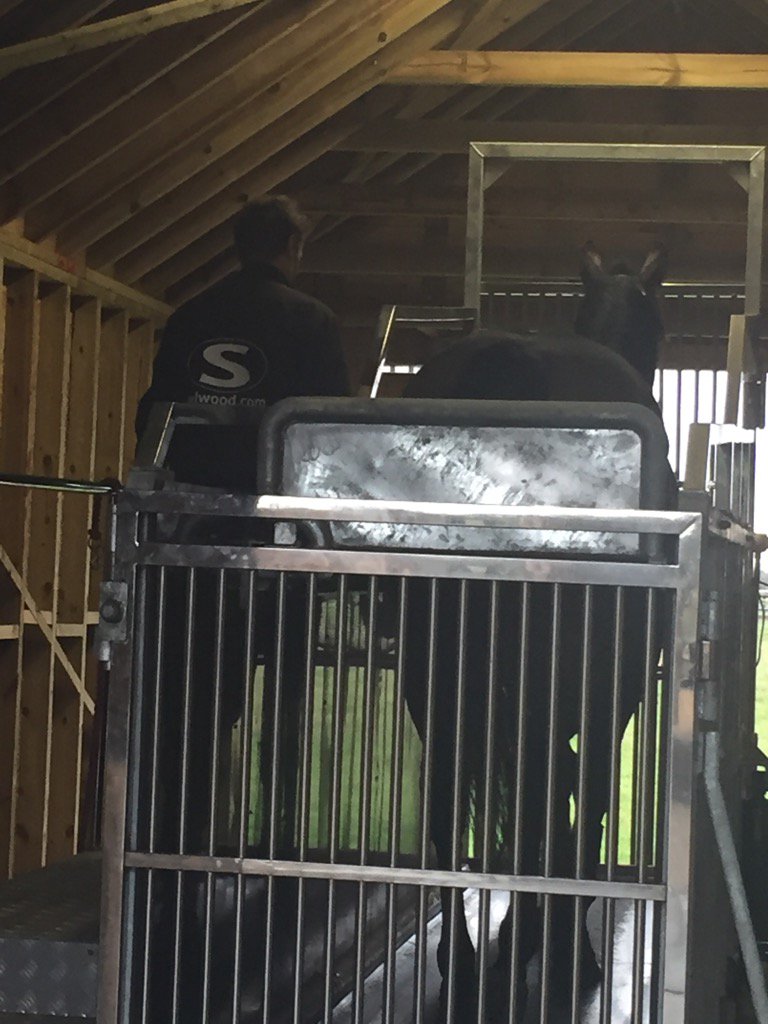 Plucky Dip working out on the treadmill this morning @SelwoodEquine @TeamSelwood