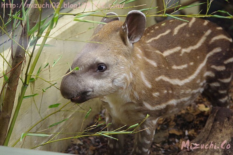 蛟 みずち 可愛いバクの赤ちゃん Zoozurich 動物園 スイス バク T Co Smbkpfqhvz Twitter