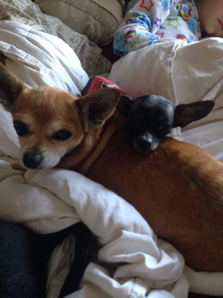 littledivarescu's tweet photo. Little Leo and his new pal.... #shelterdog #tinychi #rescue #foster https://t.co/wsixZ6uDkm