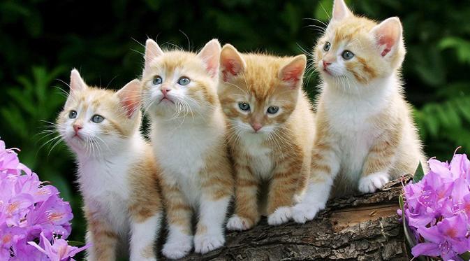 7 Alasan Mengapa Anda Harus Memelihara Kucing.
Klik goo.gl/ziW2vN <a href="/liputan6dotcom/">LIPUTAN6</a>