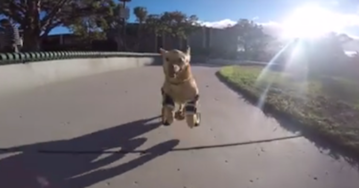 Dog runs for first time with prosthetics, looks happy as a clam huff.to/1MAfin8