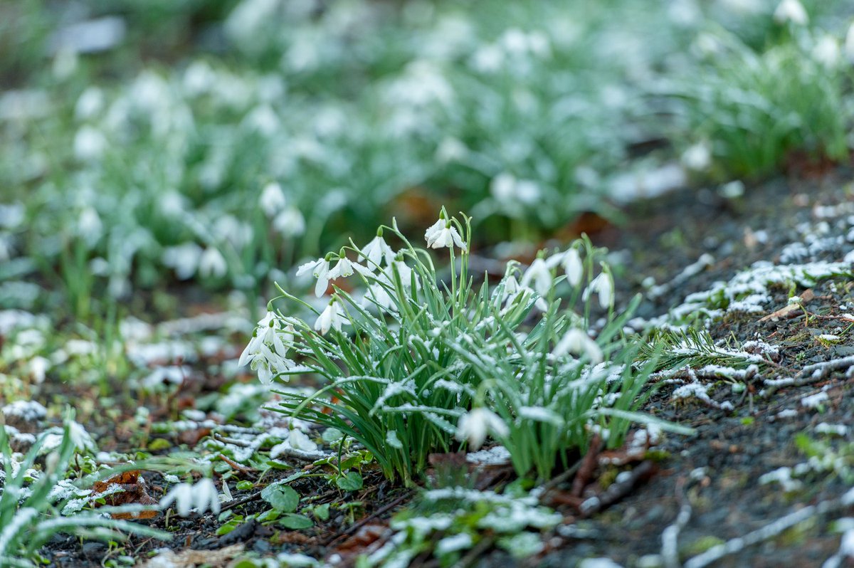 VPLodge's tweet photo. A touch of frost! #VPLodge #WinterIsComing #Virginia #Cavan #Ireland #frostbite https://t.co/AmLWqlZVQJ