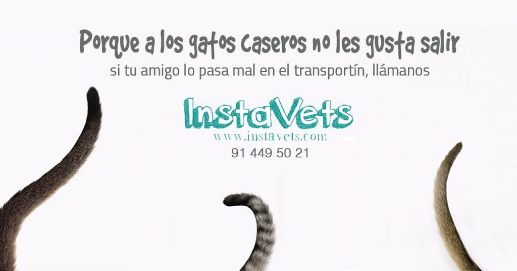 InstaVets's tweet photo. Los gatos casero, mejor en casa #gatos #perros #veterinarioadomocilio #madrid #instavets #veterinario https://t.co/GcRV4yHzE9