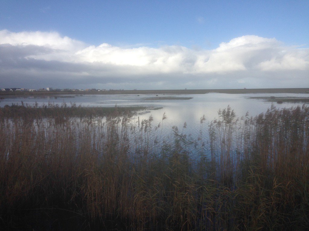 Rob_Tim's tweet photo. Nu een foto van de flink verhoogde waterstand in #natte graslanden, #Lepelaarplassen, maar van de zuidzijde genomen. https://t.co/4vgpTfaiVP