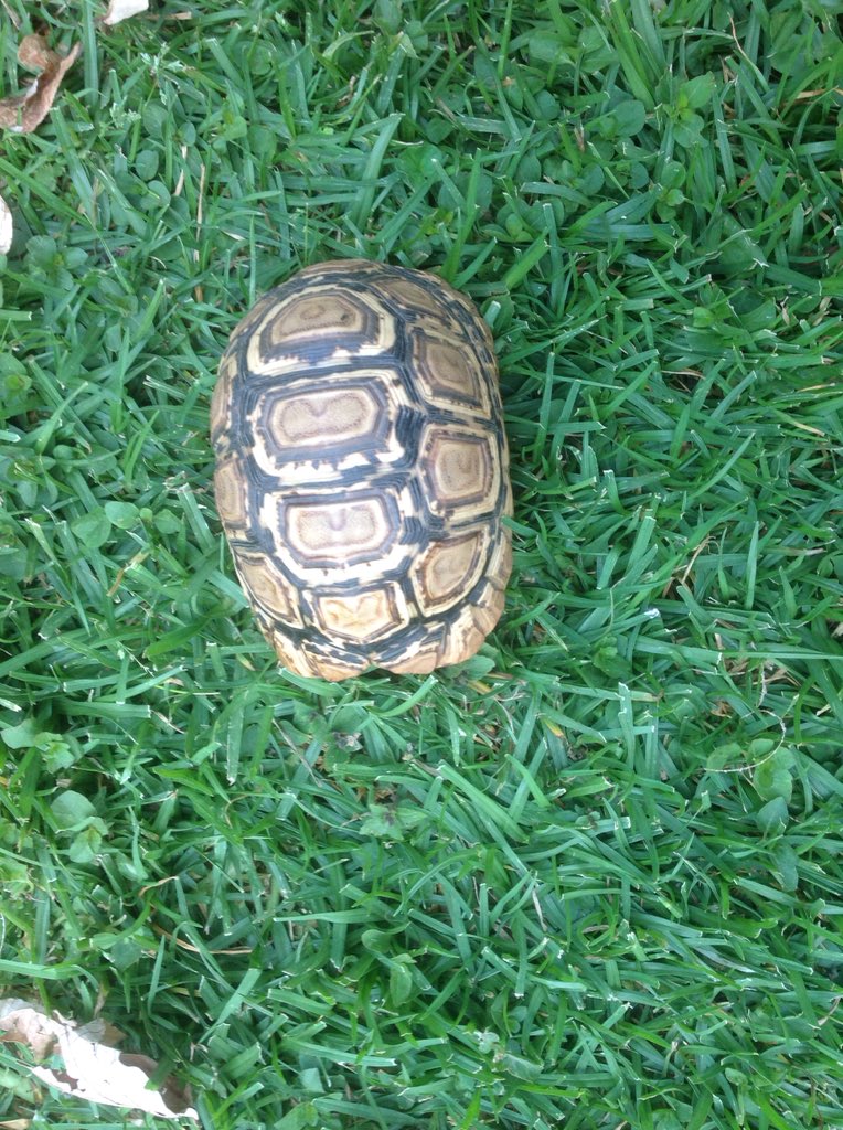 GregDoreyIT's tweet photo. This shy baby Leopard Tortoise is the #BritishEmbassyAddis compound's newest inhabitant. @UKinEthiopia https://t.co/5XkEk77rNj
