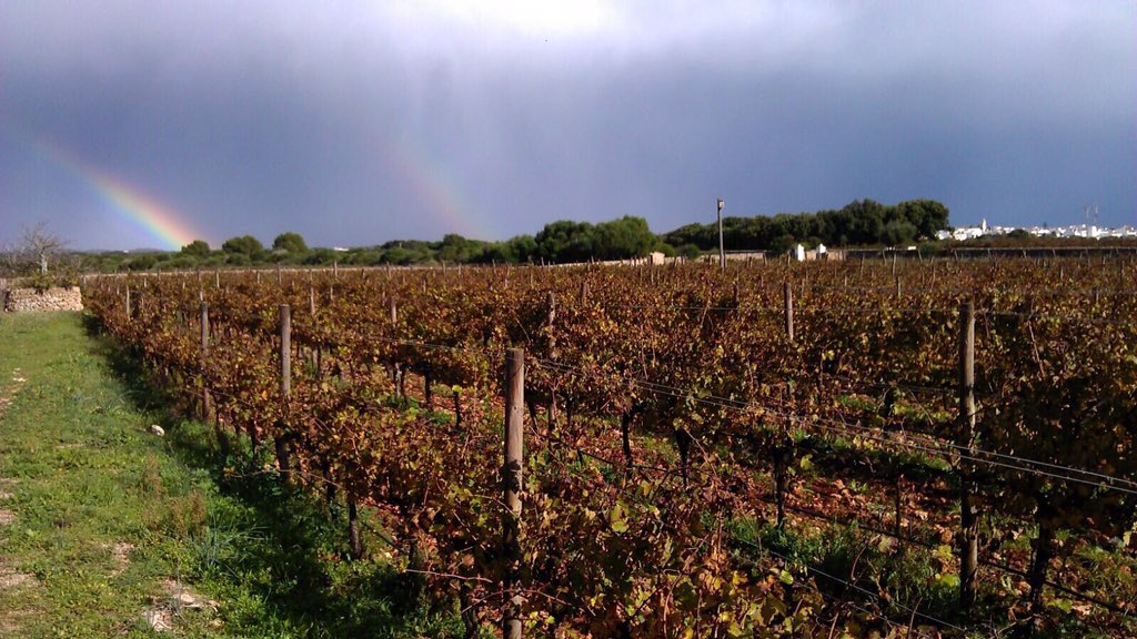 ViMenorca's tweet photo. Així de bé llueixen les vinyes de @saforana en un dia de tardor... #vimenorca #natura #paradís #rainbow #winelovers https://t.co/yiZUcx8tRc