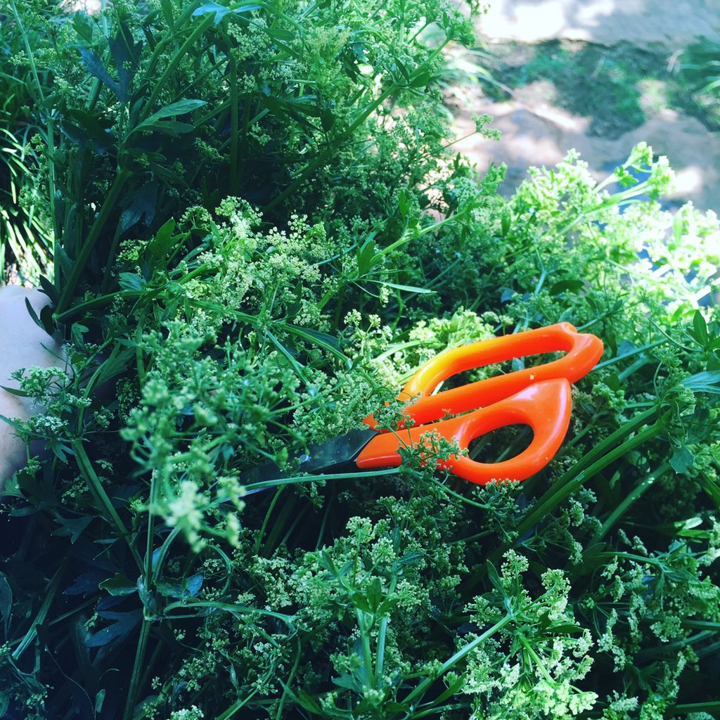 CandicePhilip1's tweet photo. Celery flowers... #pinkcelery #gardenharvest #fivehundred @wyk_wynand https://t.co/vfHc4JBAQL