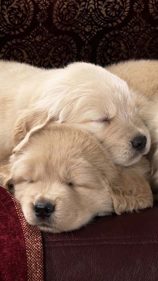BioacademyItaly's tweet photo. Shampoo e Profumo BIO-PUPPY PET effetto: Niente insetti e profumo BIO https://t.co/He8G4htvmy #bio #cuccioli https://t.co/wC6EPFGpV5