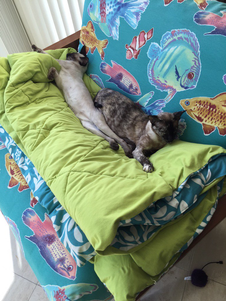 LawsForPawsNow's tweet photo. Sorry I have been MIA on here. I got a kitty. It's been a hard adjustment for my other cat. But now they're buddies https://t.co/ggFN5rQE0w