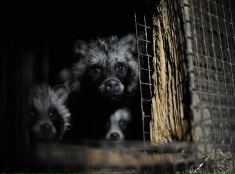 ginachron's tweet photo. Pls pledge to #makeitfake for animals' sake + go #furfree via @HSIUKOrg https://t.co/jg7QEAFmaL https://t.co/rLCNrEWSzz