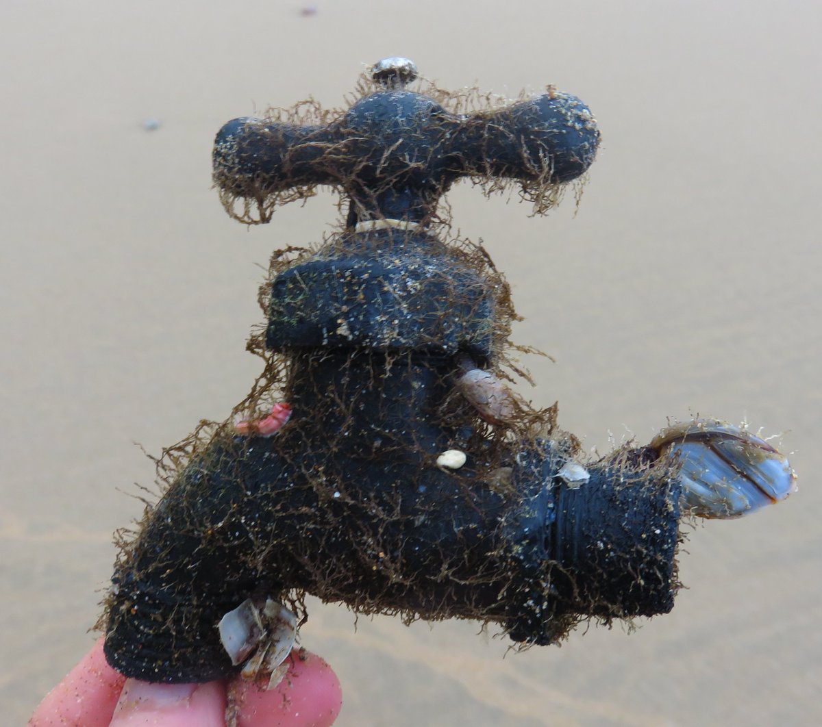 Now there's a first - #goosebarnacles on tap! @mcsuk @CornwallNature
