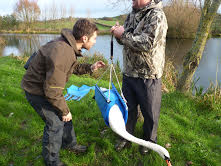 NatureInDevon's tweet image. Mute Swans were separate. Male approachable but female a nervous. Rescued and released she swam straight to her mate