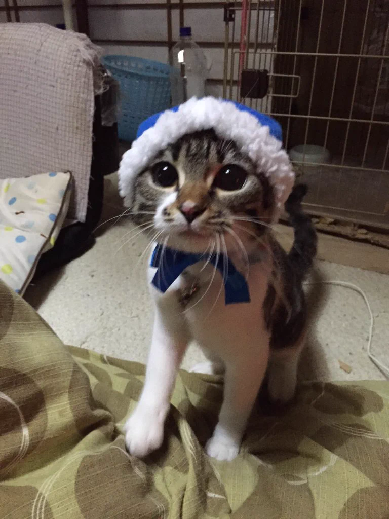 【ねこんずきん】を着れば、自慢の愛猫もワンランク上の可愛さに変身するよ‼️