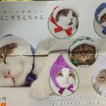 【ねこんずきん】を着れば、自慢の愛猫もワンランク上の可愛さに変身するよ‼️
